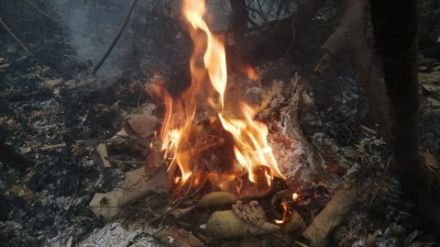 এখনও জ্বলছে সুন্দরবনের আগুন, আলো না থাকায় অভিযান সমাপ্ত